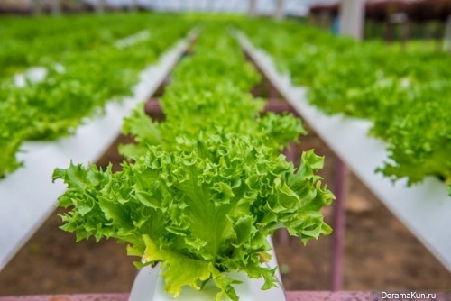 salad2