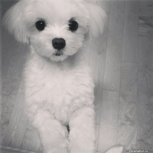 Bobo