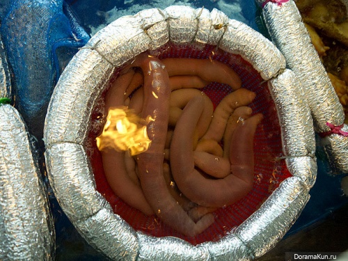Live spoon worm