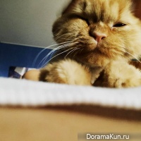 cat