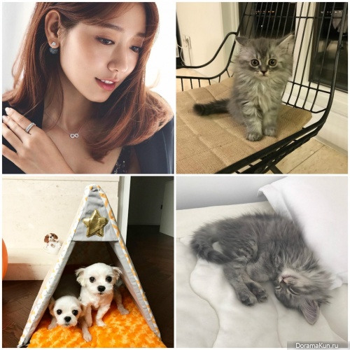 Park Shin Hye and cat