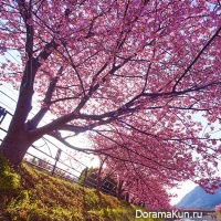 Cherry Blossom