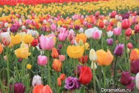 Festival of tulips in Tkheana