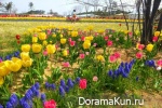 Festival of tulips in Tkheana