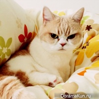 Grumpy Cat