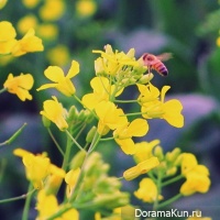 colza blossom festival