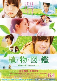 Evergreen Love