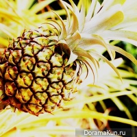 pineapple Festival