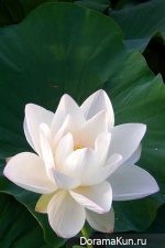 White Lotus