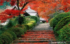 Festival red leaves