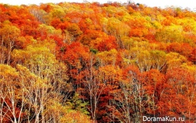 Festival red leaves