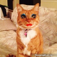 cat