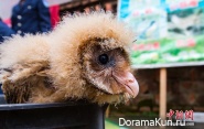 China rescue owls