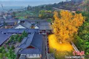 The tree of Emperor Tang dynasty