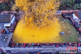 The tree of Emperor Tang dynasty