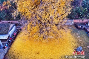 The tree of Emperor Tang dynasty