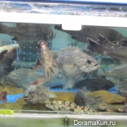 Confessions of a blonde in Seoul