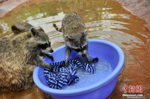 raccoons in the zoo of Kunming city China