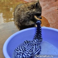 funny animals