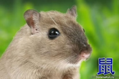 rat