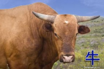 bull
