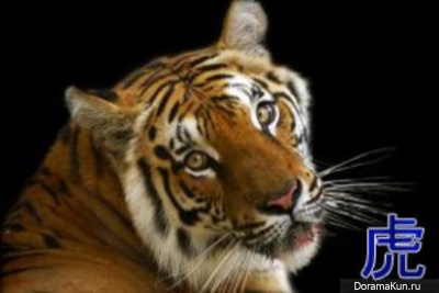 tiger