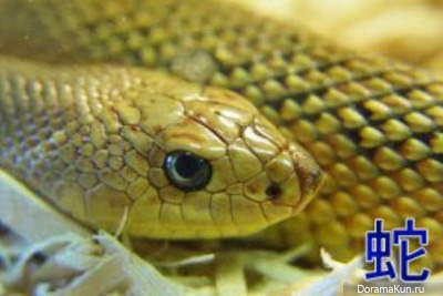 snake