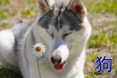 dog