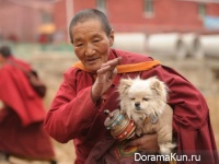 dogs of Tibet