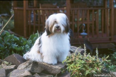 Tibetan Terrier