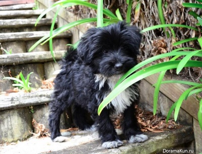 Tibetan Terrier