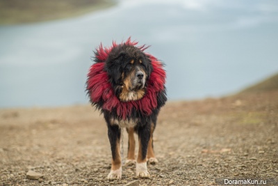 Tibetan Mastiff