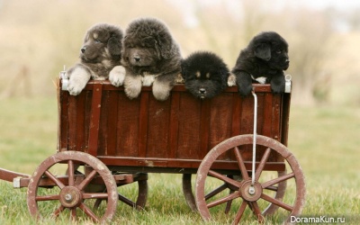 Tibetan Mastiff