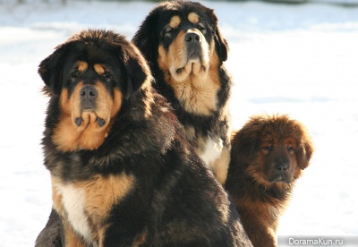 Tibetan Mastiff