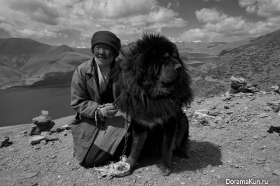 Tibetan Mastiff