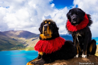 Tibetan Mastiff