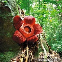 Rafflesia
