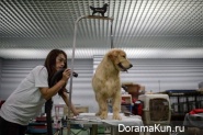 Seoul Dog show