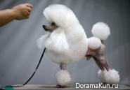 Seoul Dog show