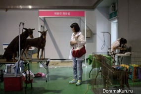 Seoul Dog show