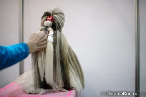 Seoul Dog show