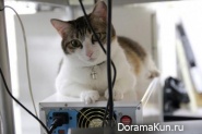 office cat