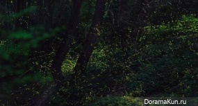Dancing fireflies