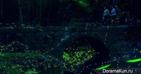 Dancing fireflies
