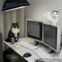 office cat