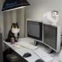 office cat