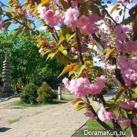 Sakura/Kiev