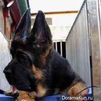 Chinese German Shepherd