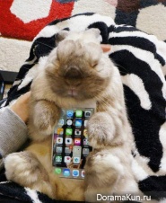 Rabbits and smartphones