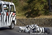Escape from the zoo